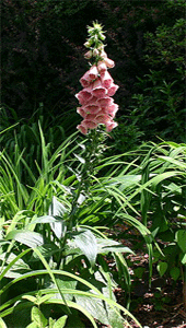 Digitallis